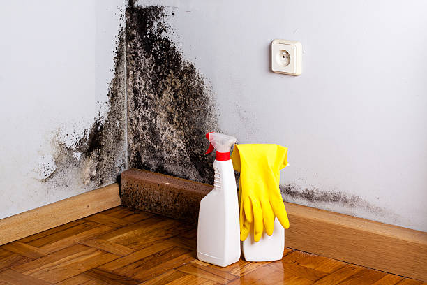 Best Post-Flood Mold Remediation in USA